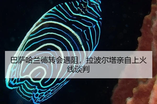 ba-sa-ha-lan-de-zhuan-hui-yu-zu-la-bo-er-ta-qin-zi-shang-huo-xian-tan-pan-2-112.jpg